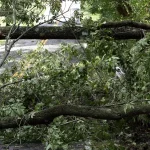 Pohon Tumbang di Jalan Rajawali Padang Utara Berhasil Dievakuasi Tim BPBD
