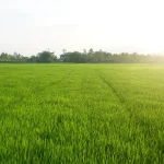 Petani Milenial Padang Capai 800 Orang dengan Beragam Komoditas Pertanian