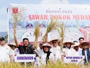Panen Sawah Pokok Murah di Agam, Sumbar Didorong Jadi Pelopor Swasembada Pangan