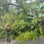 Cuaca ekstrem melanda Kota Padang sejak Minggu malam hingga Senin pagi (14/7/2025), menyebabkan sejumlah pohon tumbang di Padang (Foto: Ist)