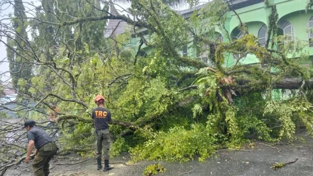 Cuaca ekstrem melanda Kota Padang sejak Minggu malam hingga Senin pagi (14/7/2025), menyebabkan sejumlah pohon tumbang di Padang (Foto: Ist)