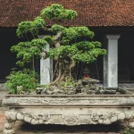Pohon Bonsai (Foto: Ist)
