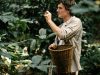 Seorang pemetik kopi membawa keranjang di antara pohon kopi