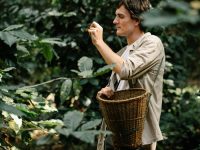 Seorang pemetik kopi membawa keranjang di antara pohon kopi
