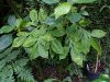Tanaman porang Amorphophallus muelleri tumbuh di bawah naungan tumbuhan lain