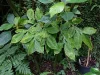 Tanaman porang Amorphophallus muelleri tumbuh di bawah naungan tumbuhan lain