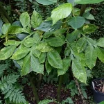 Tanaman porang Amorphophallus muelleri tumbuh di bawah naungan tumbuhan lain