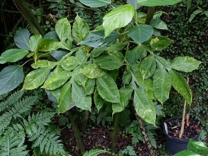 Tanaman porang Amorphophallus muelleri tumbuh di bawah naungan tumbuhan lain