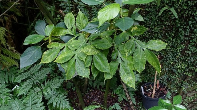 Tanaman porang Amorphophallus muelleri tumbuh di bawah naungan tumbuhan lain