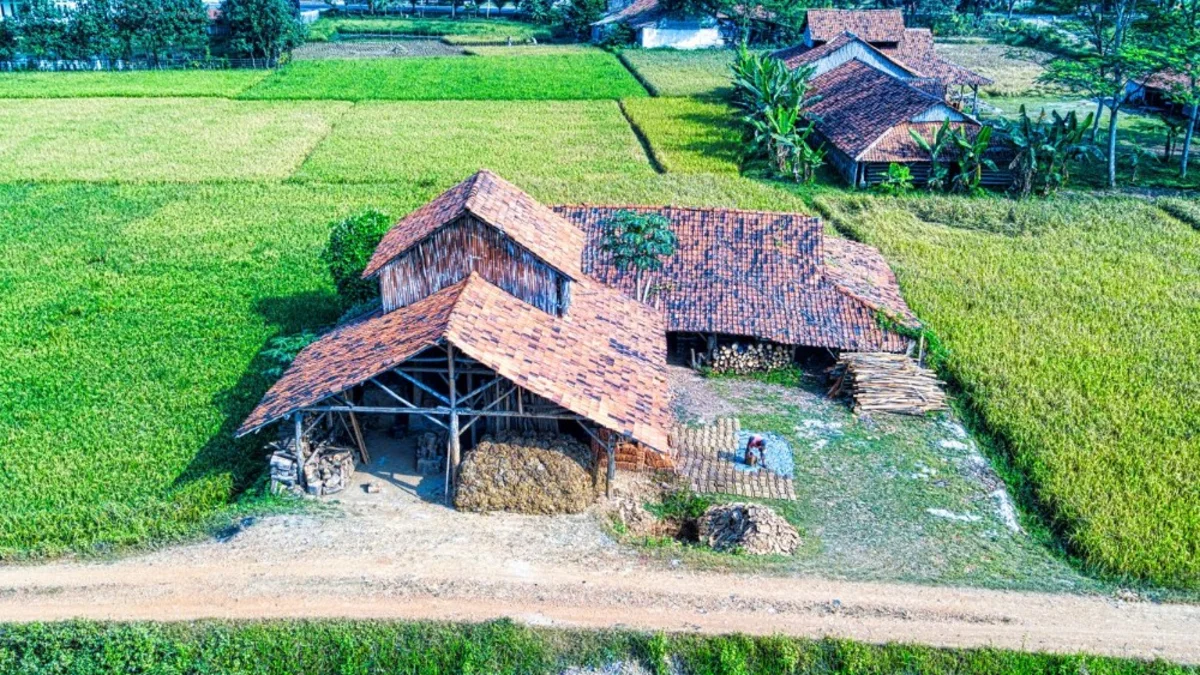 Rumah beratap genting berdiri di tengah petak sawah hijau, dilihat dari udara