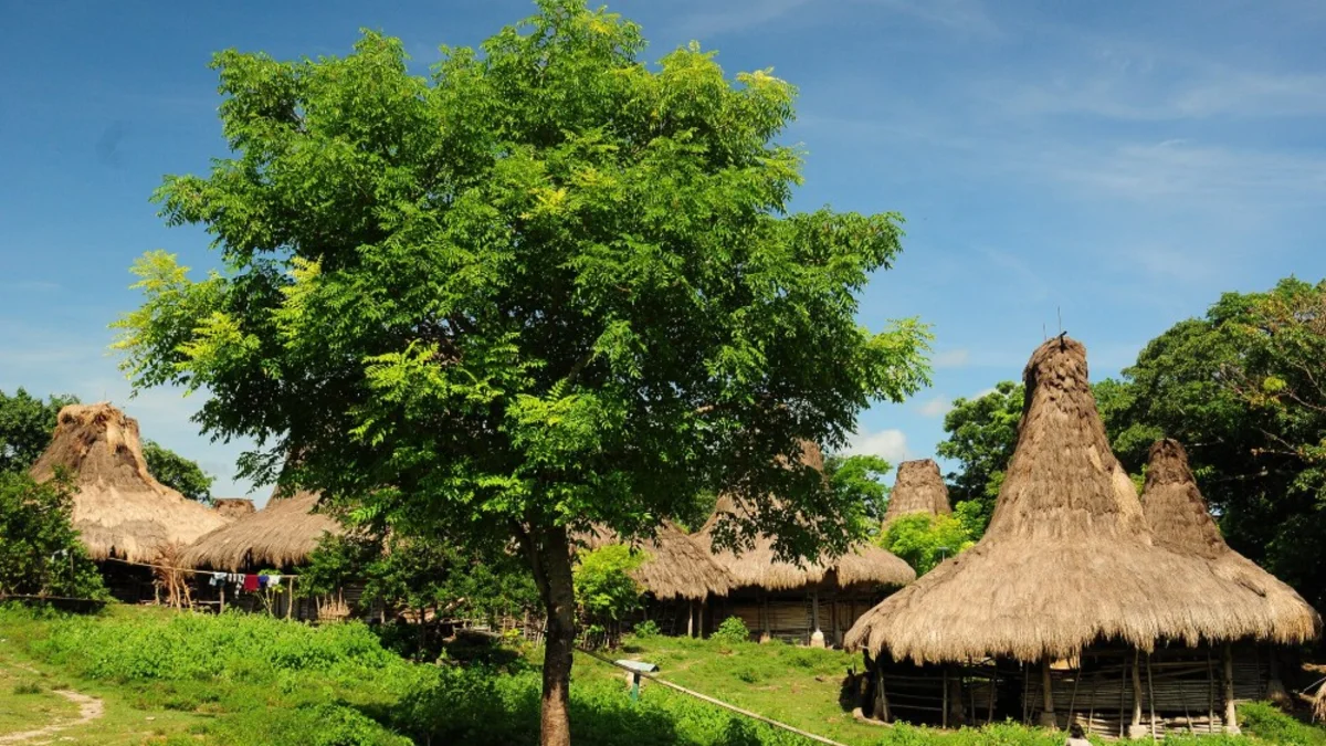 800 Meter Zona Sakral di Tengah Wisata Yaro Wora 2 Rumah-rumah tradisional beratap alang-alang di sebuah kampung di Sumba