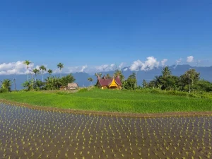 Hamparan sawah dengan bangunan beratap gonjong dan perbukitan di latar belakang, Kabupaten Agam