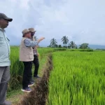 Peneliti meninjau lahan sawah dalam riset ketahanan iklim pertanian Universitas Andalas