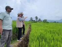 Peneliti meninjau lahan sawah dalam riset ketahanan iklim pertanian Universitas Andalas