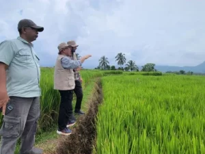 Peneliti meninjau lahan sawah dalam riset ketahanan iklim pertanian Universitas Andalas
