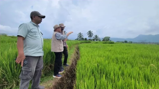 Peneliti meninjau lahan sawah dalam riset ketahanan iklim pertanian Universitas Andalas