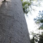 Pohon baobab jenis baru Adansonia bozy di kawasan Sambirano, barat laut Madagaskar.