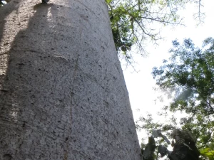 Pohon baobab jenis baru Adansonia bozy di kawasan Sambirano, barat laut Madagaskar.