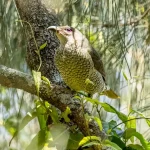 Seekor burung asli Australia bertengger di dahan di habitat alaminya