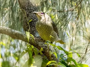 Seekor burung asli Australia bertengger di dahan di habitat alaminya