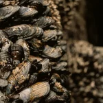 Ilustrasi kerang yang menempel berkelompok pada batu karang di zona pasang surut.