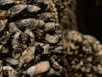 Ilustrasi kerang yang menempel berkelompok pada batu karang di zona pasang surut.