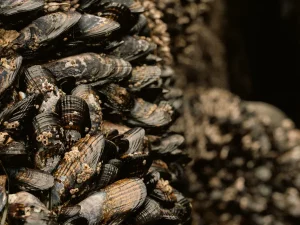 Ilustrasi kerang yang menempel berkelompok pada batu karang di zona pasang surut.