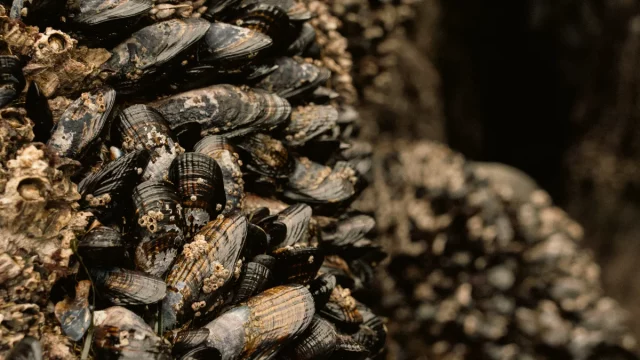 Ilustrasi kerang yang menempel berkelompok pada batu karang di zona pasang surut.