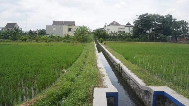 Saluran irigasi mengalirkan air ke lahan pertanian