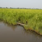 Saluran air irigasi berkelok di tepi hamparan padi yang menguning dengan barisan pohon di kejauhan