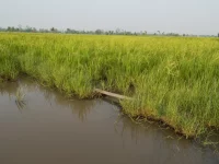 Saluran air irigasi berkelok di tepi hamparan padi yang menguning dengan barisan pohon di kejauhan