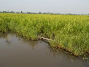 Saluran air irigasi berkelok di tepi hamparan padi yang menguning dengan barisan pohon di kejauhan