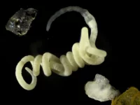 Cacing laut Olavius algarvensis