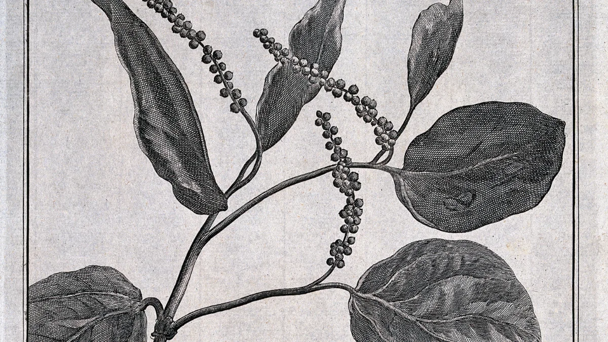 Gambar botani tanaman lada, Piper nigrum.