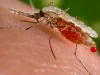 Nyamuk Anopheles, vektor penular malaria.