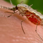 Nyamuk Anopheles, vektor penular malaria.