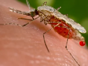 Nyamuk Anopheles, vektor penular malaria.