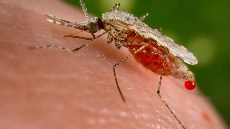 Nyamuk Anopheles, vektor penular malaria.