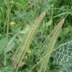 Jelai liar tumbuh di ladang.