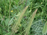 Jelai liar tumbuh di ladang.