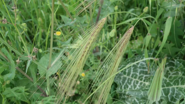 Jelai liar tumbuh di ladang.