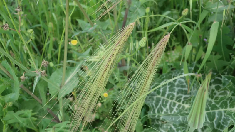 Jelai liar tumbuh di ladang.