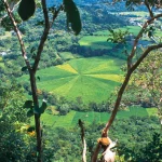 Bentang lahan berpola di perbukitan Flores, Nusa Tenggara Timur