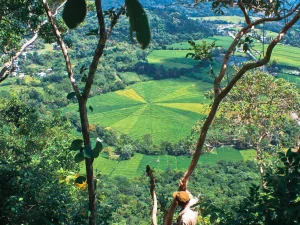 Bentang lahan berpola di perbukitan Flores, Nusa Tenggara Timur