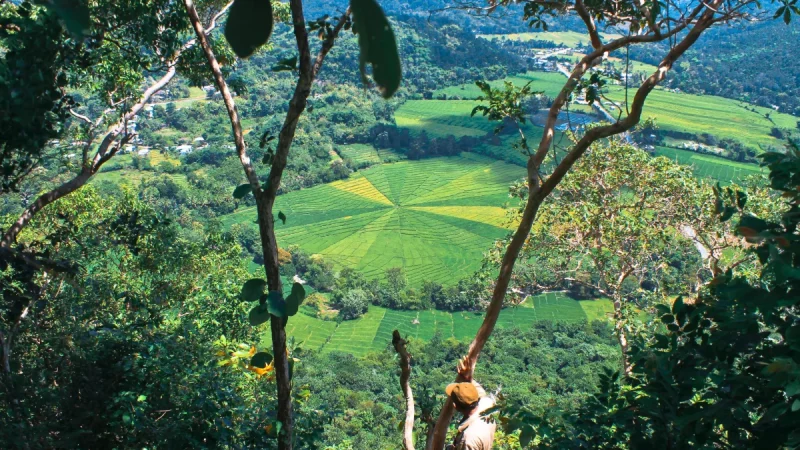 Bentang lahan berpola di perbukitan Flores, Nusa Tenggara Timur