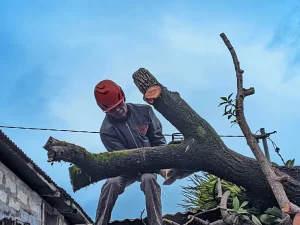 Personel BPBD Kota Padang mengevakuasi pohon tumbang akibat cuaca ekstrem