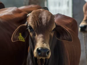 Ilustrasi peternakan sapi terkait investasi sektor protein Danantara dan JBS Group