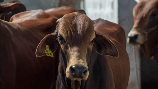 Ilustrasi peternakan sapi terkait investasi sektor protein Danantara dan JBS Group