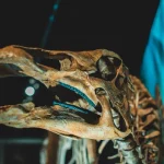 Ilustrasi kerangka burung purba yang dipamerkan di museum