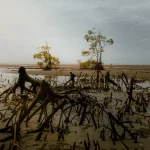 Akar napas mangrove mencuat dari lumpur saat air laut surut.